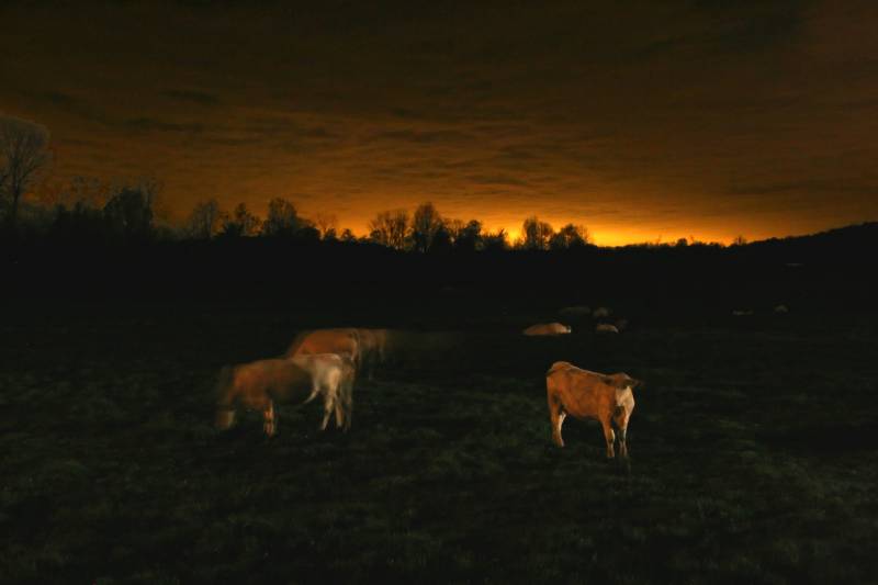 2 - Sleeping Cows_f3 